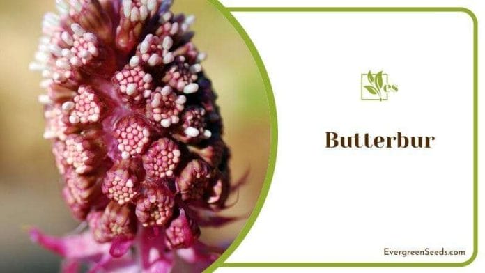 Butterbur Wild Plant