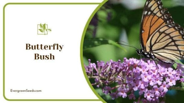 Butterfly Bush Buddleja Incredible Smells