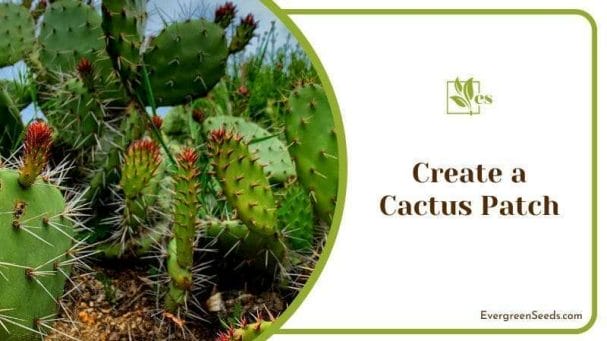 Cactus Patch in Home Arid Garden