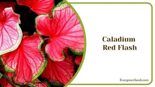 Caladium Red Flash Big Flower Leaves with Pink Accent for Yards and Gardens