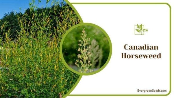 Canadian Horseweed Plant That Looks Similar to Rosemary