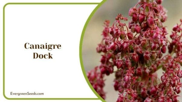 Canaigre Dock Rumex hymenosepalus Red Bloom Plant