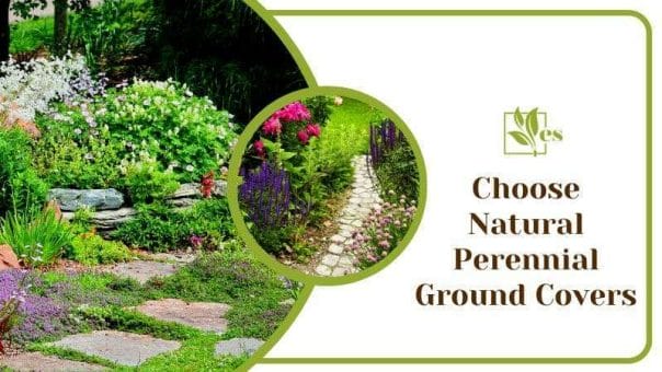 Choose Natural Perennial Ground Covers Ideal Alternatives for Home Gardens