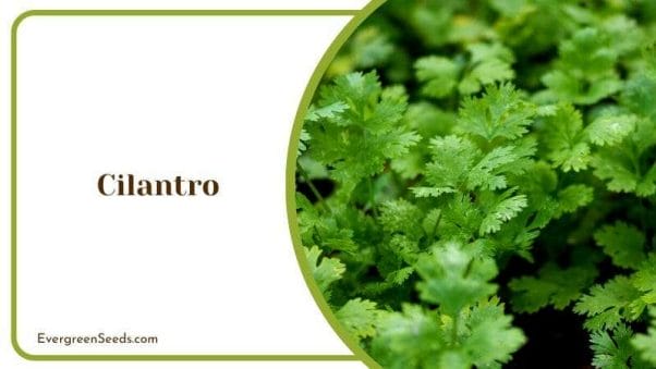 Cilantro plant Yarrow Companion Plants Healthy Herb Addition