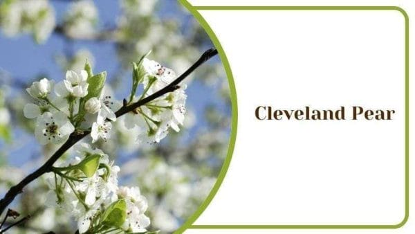 Cleveland Pear