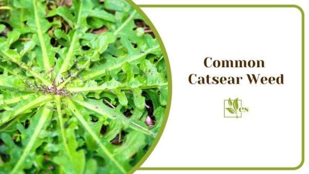 Common Catsear Weed Hypochaeris Radicata Flatweed False dandelion Spotted Catsear