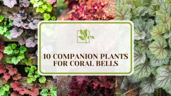 Companion Plants for Coral Bells