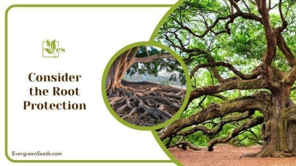 Consider the Root Protection of an Oak