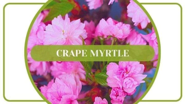 Crape Myrtle