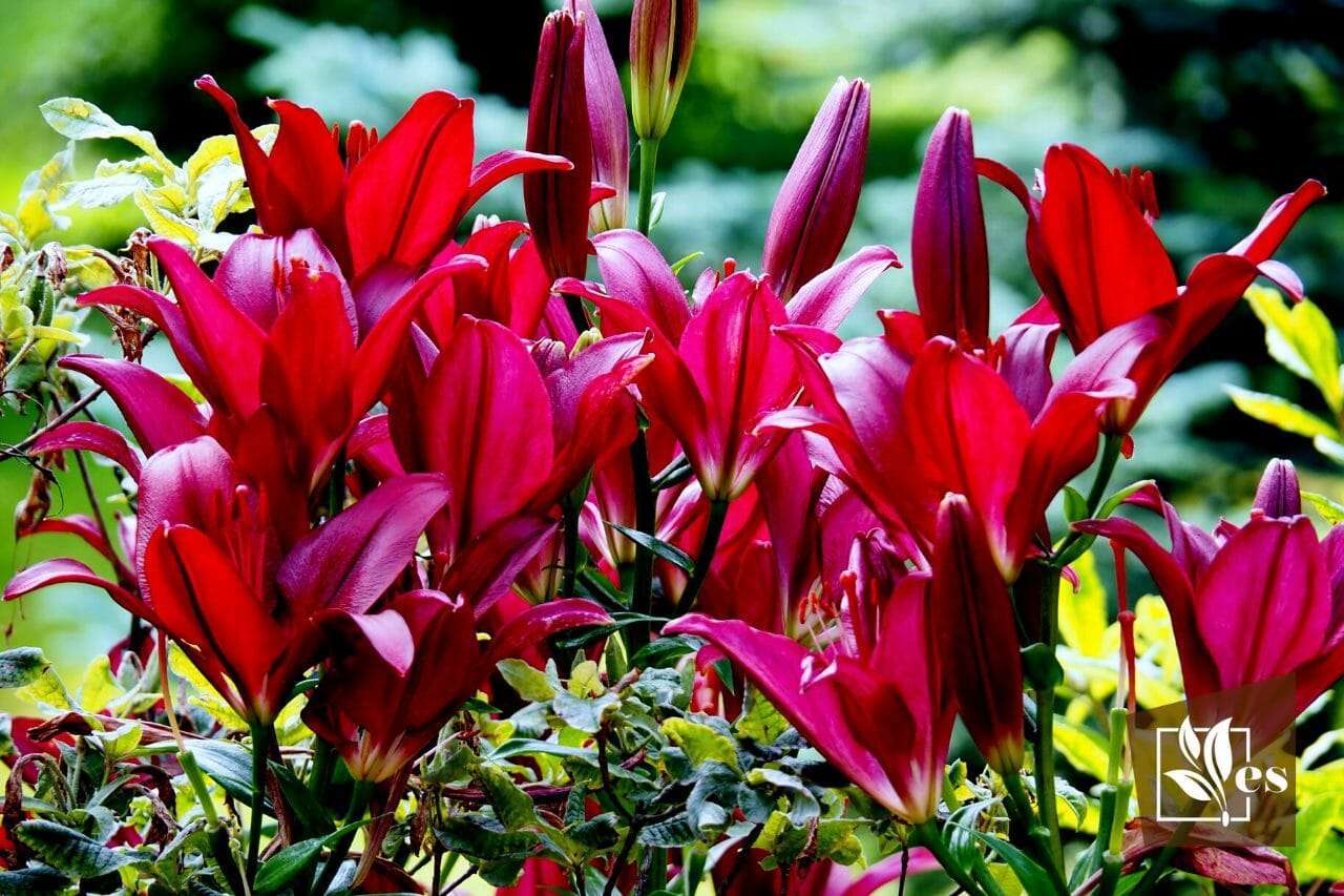 17 Italian Flowers Flowers You Never Knew Were From Italy