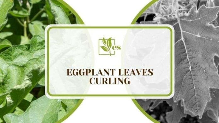 Eggplant Leaves Curling Identify the Cause and the Easy Fix