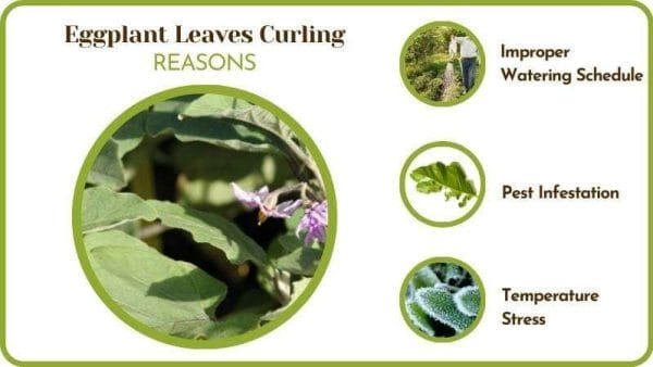 Eggplant Leaves Curling Reasons