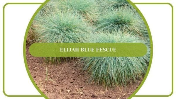 Elijah Blue Fescue Festuca glauca Ornamental Grass