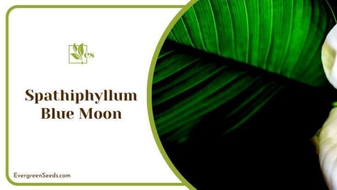 Exotic Spathiphyllum Blue Moon Plant