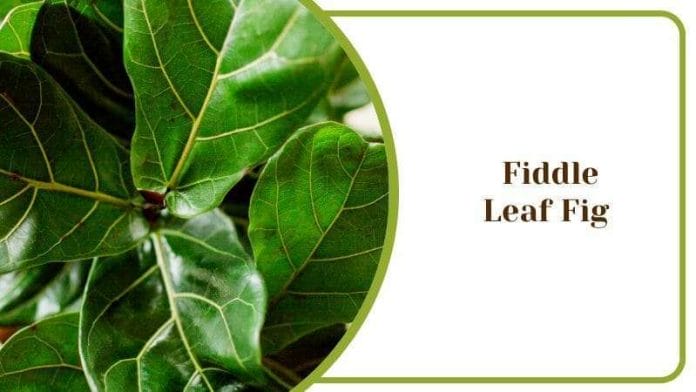 Fiddle Leaf Fig Tree Glossy Leaves