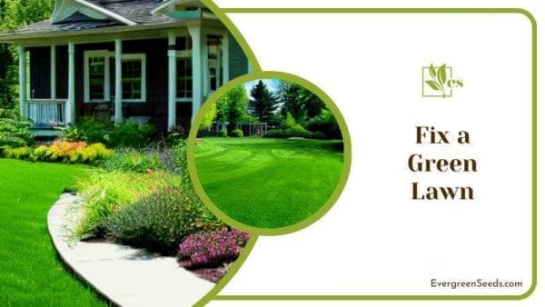Fix a Green Lawn for a Minnesota Landscaping Ideas