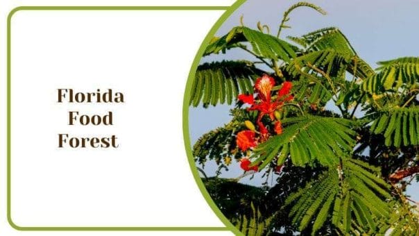 Florida Food Forest Plume albizia Tree for Backyards and Outdoors