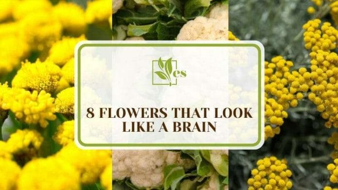 Flowers That Look Like a Brain