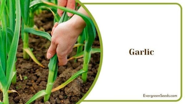 Garlic in The Ground Yarrow Companion Plants