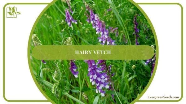 Hairy Vench Companion Plants for Karl Foerster Grass