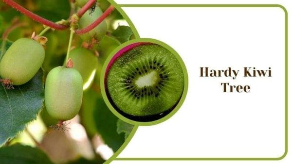 Hardy Kiwi Tree