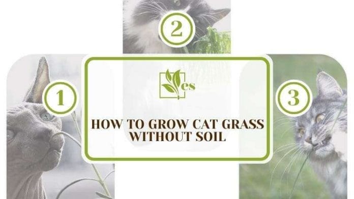 How to grow cat grass without soil without difficulty