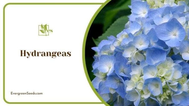 Hydrangeas Hortensia Grows Rapidly Blooms Many Year