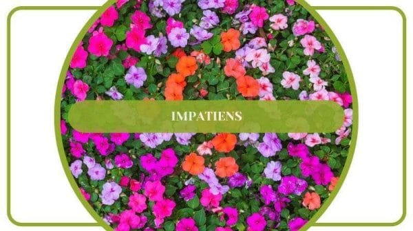 Impatiens Brightly Colored Flowers