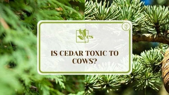 Is the Cedar Toxic To Cows