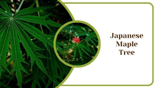 Japanese Maple Tree Jatropha Multifida Similar to Cannabis Green Leaf