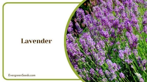 Lavender Landscape in a Purple Bloom Garden