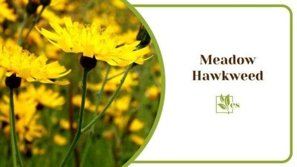 Meadow Hawkweed Natural Herbs that Look Like a Dandelion Flower in Nature