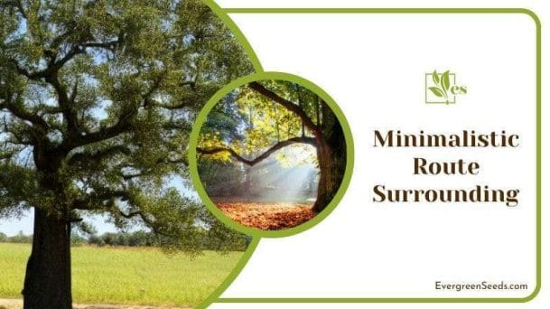 Minimalistic Route Surrounding Oak Trees