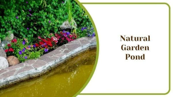 Natural Garden Pond Water Surrounding with Plants Outdoors