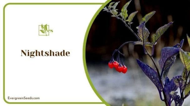 Nightshade Plant Similar to Rhubarb