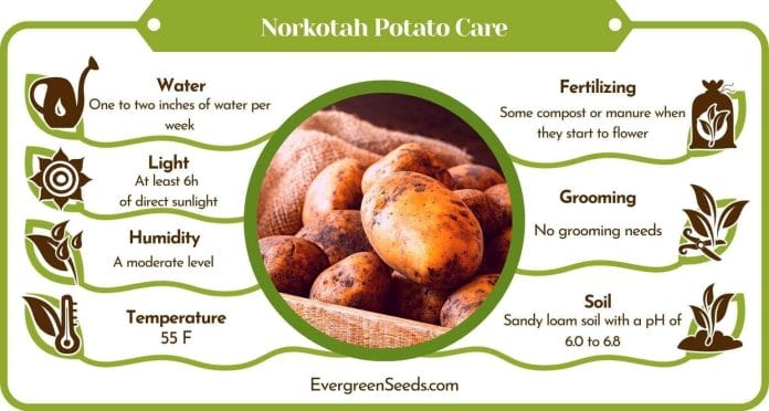 Norkotah Potato Care Infographic