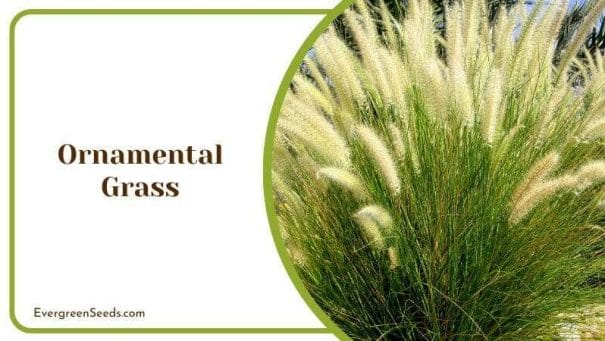 Ornamental Grass with Desert and Tropical Feel Garden