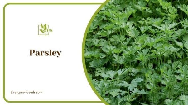 Parsley Garden Parsley Popular Cooking Herb