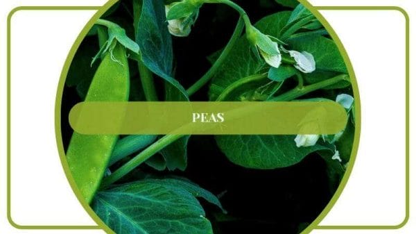 Peas Sun Loving Plants