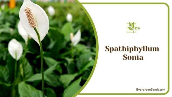 Petite Charm of Spathiphyllum Sensation