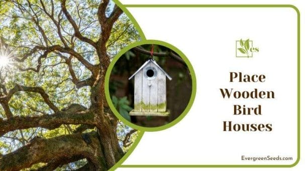 Place Wooden Bird Houses on a Oak Tree