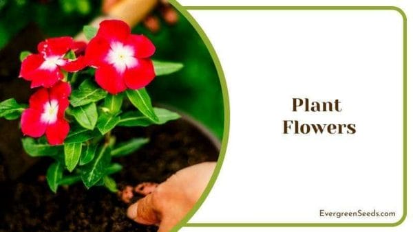 Plant Flowers Garden Plants for Ranch Home