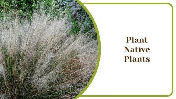 Plant Native Plants Muhly Grass Florida Native Weed