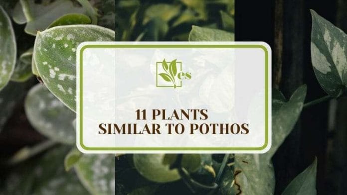 Plants Similar to Pothos