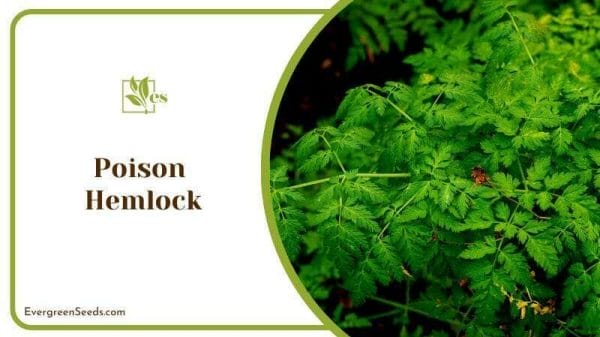 Poison Hemlock Plant Rhubarb Similarities