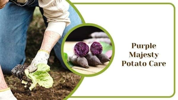 Purple Majesty Potato Care