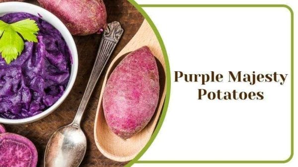 Purple Majesty Potatoes