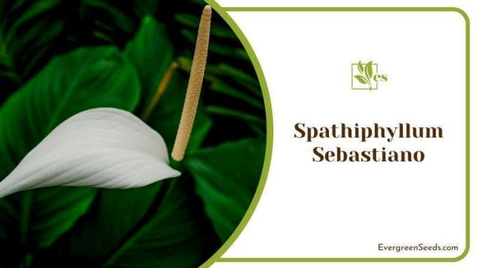 Rare Spathiphyllum Sebastiano Plant