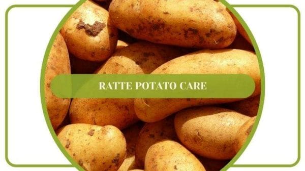 Ratte Potato Care