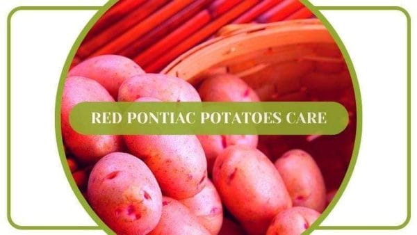Red Pontiac Potatoes Care